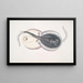Trygon koristeltu, Trygon ornatus, Singapore - John Edward Gray — kehystetty taideteos seinällä