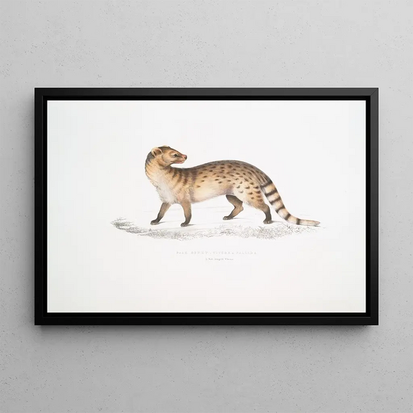 John Edward Gray - Pale Genet Viverra pallida.webp