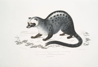 John Edward Gray - Pallass Paradoxurus Paradoxurus Pallasii India.webp