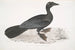 Cormoran pygmée Carbo pygmaeus pygmaeus - John Edward Gray — näkymä teoksesta