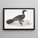 Cormoran pygmée Carbo pygmaeus pygmaeus - John Edward Gray — kehystetty taideteos seinällä