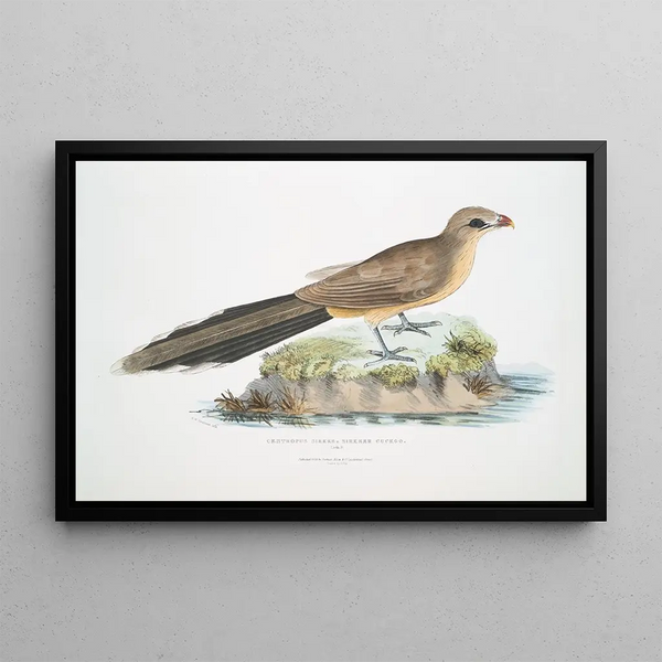 John Edward Gray - Sirkeer Cuckoo Centropus Sirkee.webp