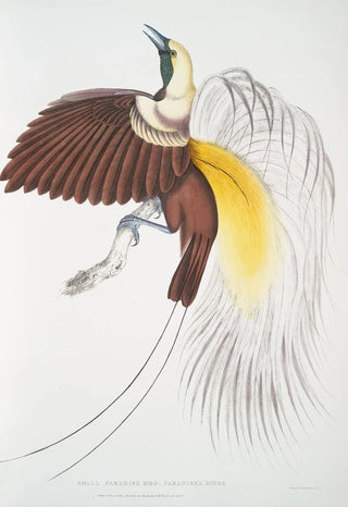 John Edward Gray - Small Paradise Bird Paradisea minor.webp