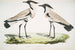 Pluvier à Ailes Éperonnées Charadrius ventralis Uros ja naaras - John Edward Gray — näkymä teoksesta