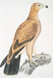 Aigle fauve Aquilla fulvescens - John Edward Gray — näkymä teoksesta