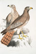 Buse Teesa Buzard Buteo Teesa 1 jeune 2 vieil oiseau - John Edward Gray — näkymä teoksesta