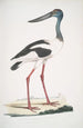Jabiru Tetaar Ciconia Mycteria Australis - John Edward Gray — näkymä teoksesta