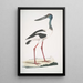 Jabiru Tetaar Ciconia Mycteria Australis - John Edward Gray — kehystetty taideteos seinällä