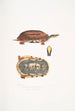 Tortue-boîte à trois bandes Cistuda trifasciata - John Edward Gray — näkymä teoksesta