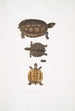 Terrapin dentelé Emys dentata - John Edward Gray — näkymä teoksesta