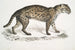 Vivirine-viverrine-kissa Felis Vivirinus Viverrinus - John Edward Gray — näkymä teoksesta
