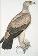 Aigle à points blancs Aquilla punctata - John Edward Gray — näkymä teoksesta