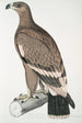 Aigle à bandes blanches Aquilla bifasciata - John Edward Gray — näkymä teoksesta