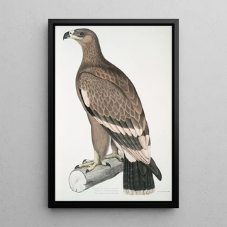 John Edward Gray - Whitebanded Eagle Aquilla bifasciata.webp