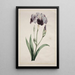 Iris japonais Grand Iris bleu - John Edwards — kehystetty taideteos seinällä