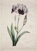 Iris japonais Grand Iris bleu - John Edwards — näkymä teoksesta