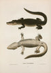 Alligator du Mississippi - John Edwards Holbrook — näkymä teoksesta
