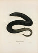 Amphiume kolmella sormella - John Edwards Holbrook — näkymä teoksesta