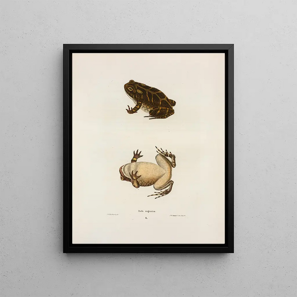 John Edwards Holbrook - Bufo cognatus.webp