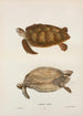 Chelonia mydas - vihreä merikilpikonna - John Edwards Holbrook — näkymä teoksesta