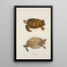 Chelonia mydas - vihreä merikilpikonna - John Edwards Holbrook — kehystetty taideteos seinällä