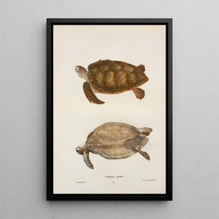John Edwards Holbrook - Chelonia mydas.webp