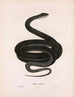 Coluber constrictor - John Edwards Holbrook — näkymä teoksesta