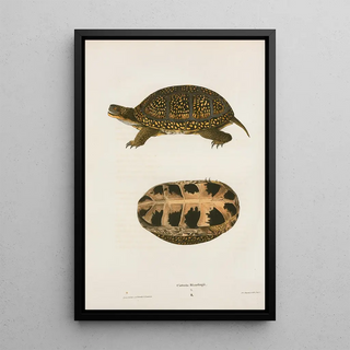 John Edwards Holbrook - Emys Floridana.webp