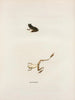 Hylodes gryllus - John Edwards Holbrook — näkymä teoksesta