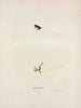 Hylodes ocularis - John Edwards Holbrook — näkymä teoksesta