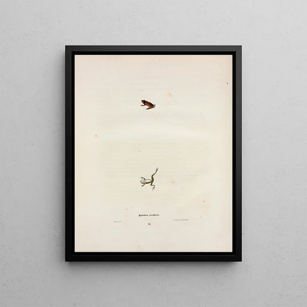 John Edwards Holbrook - Hylodes ocularis.webp
