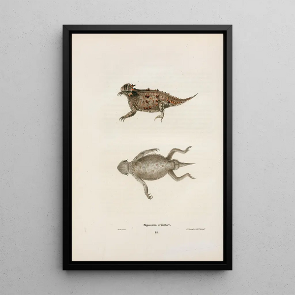 John Edwards Holbrook - Phrynosoma orbiculare.webp