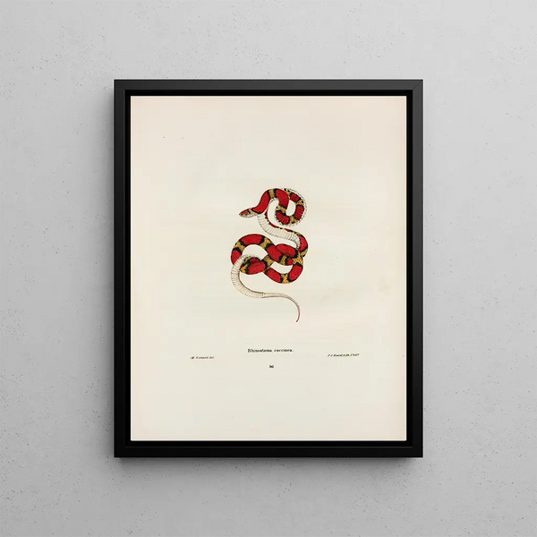 John Edwards Holbrook - Rhinostoma coccinea.webp