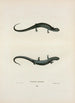 Salamandre granuleuse - John Edwards Holbrook — näkymä teoksesta