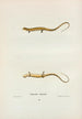 Salamandre longicaude - John Edwards Holbrook — näkymä teoksesta