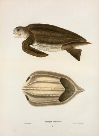 John Edwards Holbrook - Spargis coriacea.webp