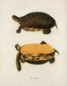 Tortue Polyphème - John Edwards Holbrook — näkymä teoksesta