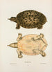 Tortue molle féroce - John Edwards Holbrook — näkymä teoksesta