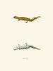 Triton tigrinus - John Edwards Holbrook — näkymä teoksesta