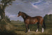 Un étalon Clydesdale - John Frederick Herring l'Ancien — näkymä teoksesta