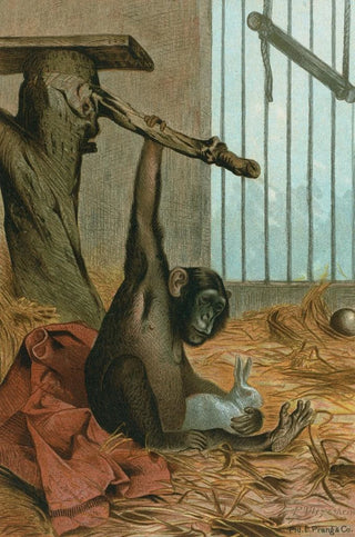 John George Wood - Chimpanzee.webp