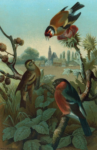 John George Wood - Group of Finches.webp