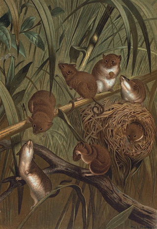 John George Wood - Harvest Mouse.webp