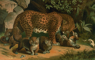 John George Wood - Leopard.webp
