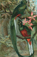 Loistokas trogon - John George Wood — näkymä teoksesta