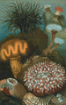 Merianemonit - John George Wood — näkymä teoksesta