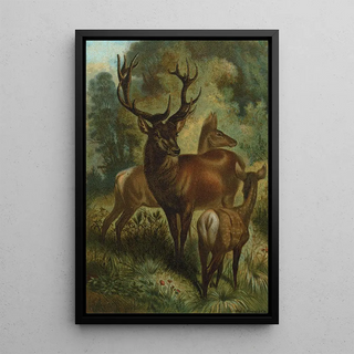 John George Wood - Stag or Red Deer.webp