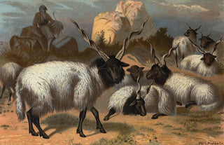 John George Wood - Wallachian Sheep.webp