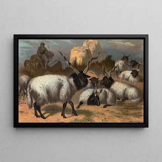 John George Wood - Wallachian Sheep.webp