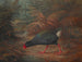 Un moho takahe Notornis mantelli - John Gerrard Keulemans — näkymä teoksesta